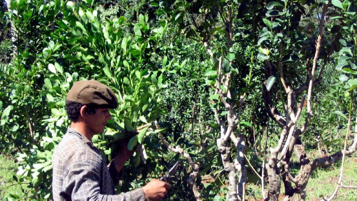 Yerba Mate + Guarani Community